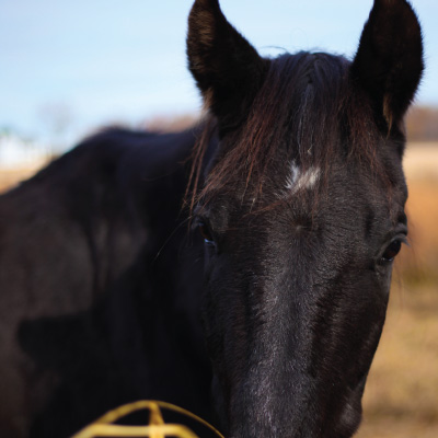 Up Close Photo of a Horse